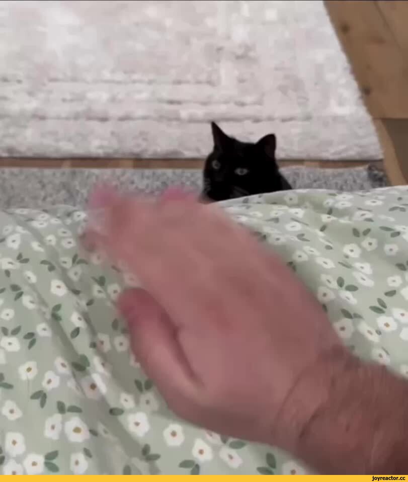 видеогифки, гифки, котэ, черный кот
