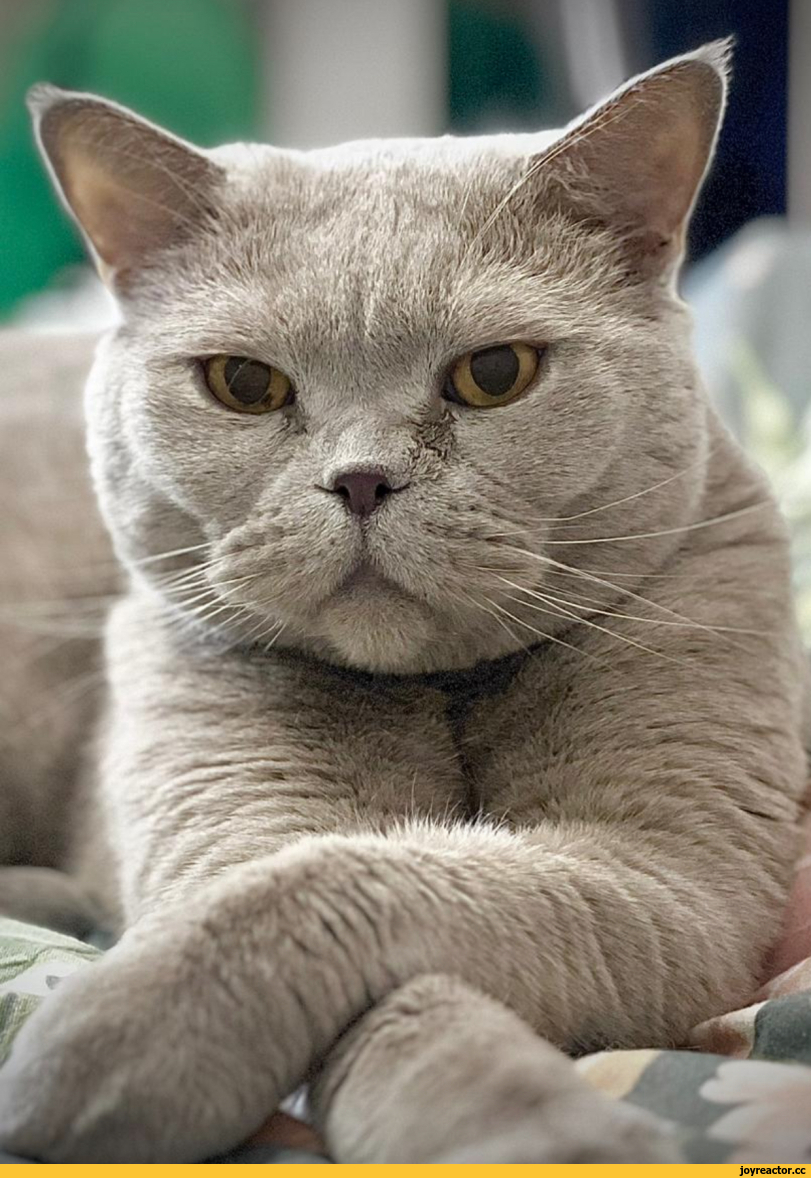 котэ, взгляд