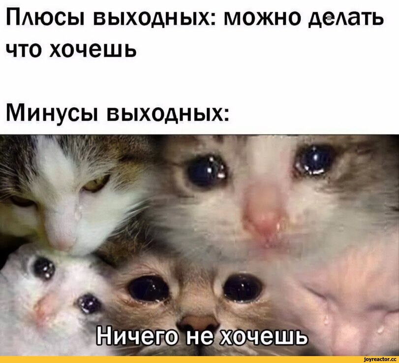 кот, #приКОЛЫ ДЛЯ ДАУНОВ, разное, выходные
