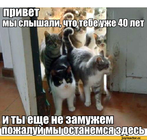 кошки, живность, монокомикс, песочница