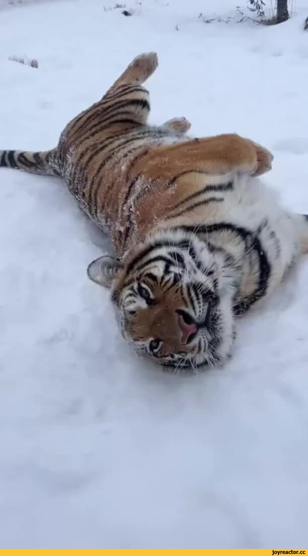 видеогифки, гифки, тигр, большой котэ