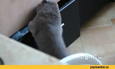 гифки, котэ, живность, палево