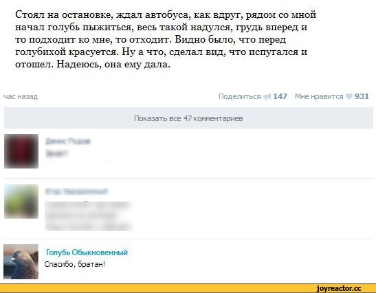 вконтакте, интернет, Голубь