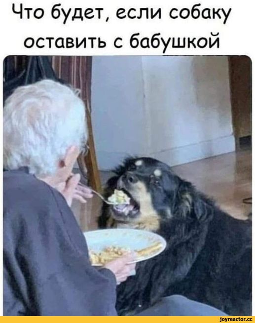 собакен, бабушка, текст на картинке, баянометр молчал